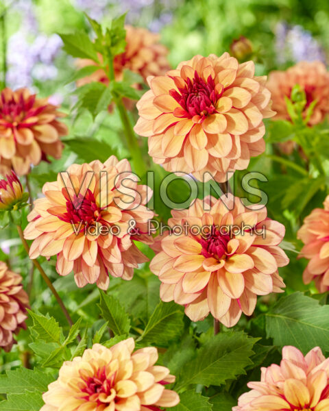 Dahlia Creme de Cognac Dahlia Creme de Cognac
