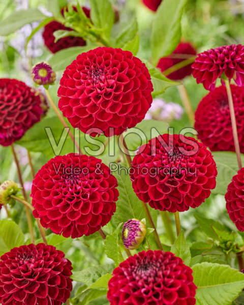 Dahlia Natal Dahlia Natal