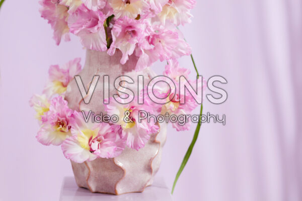 Flamencos Gladiolus Magenta Princess flowers Flamencos Gladiolus Magenta Princess flowers