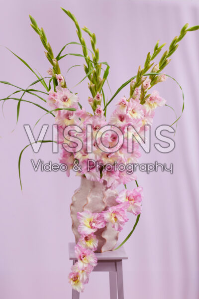 Flamencos Gladiolus Magenta Princess in vase