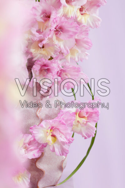 Flamencos Gladiolus Magenta Princess flowers Flamencos Gladiolus Magenta Princess flowers