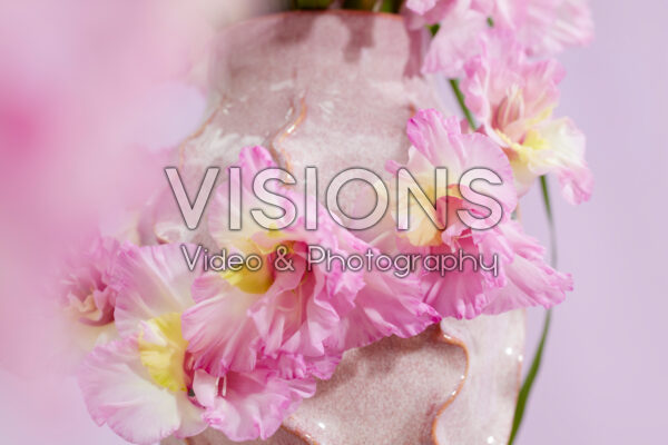 Flamencos Gladiolus Magenta Princess flowers Flamencos Gladiolus Magenta Princess flowers