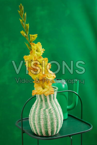 Flamencos Gladiolus Blitz in vase