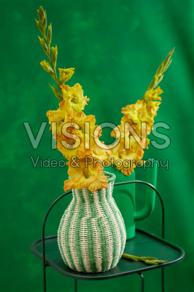 Flamencos Gladiolus Blitz in vase