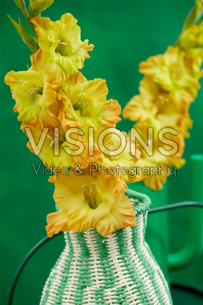 Flamencos Gladiolus Blitz in vase