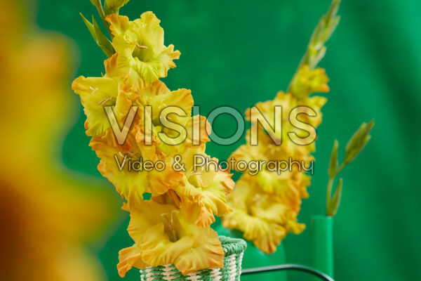 Flamencos Gladiolus Blitz in vase