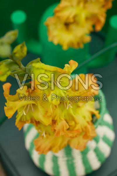 Flamencos Gladiolus Blitz in vase