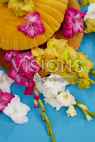 Flamencos Gladioli colour mix