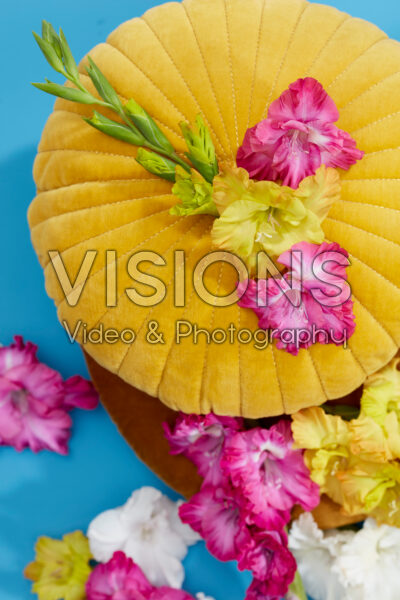 Flamencos Gladioli colour mix