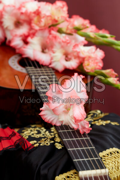 Flamencos Gladiolus Mr. Sandman bloemen Flamencos Gladiolus Mr. Sandman bloemen