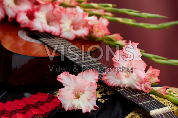 Flamencos Gladiolus Mr. Sandman bloemen Flamencos Gladiolus Mr. Sandman bloemen