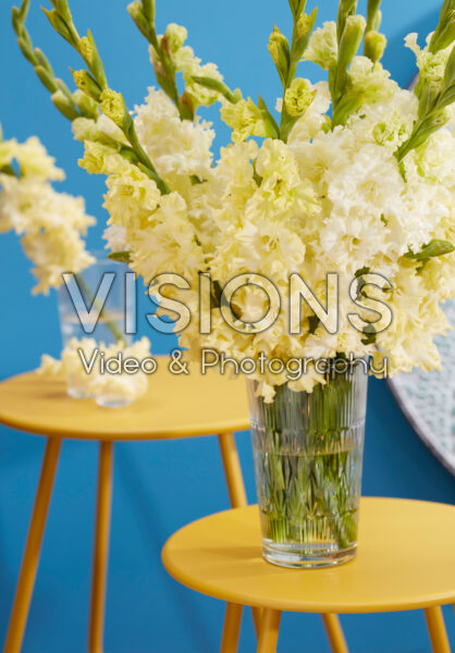 Flamencos Gladiolus Sweet Crystal in vaas Flamencos Gladiolus Sweet Crystal in vaas