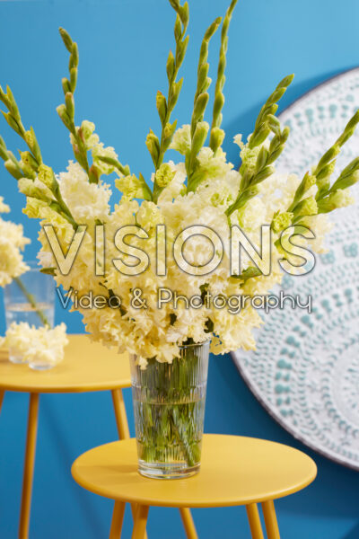 Flamencos Gladiolus Sweet Crystal in vaas