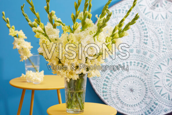 Flamencos Gladiolus Sweet Crystal in vaas