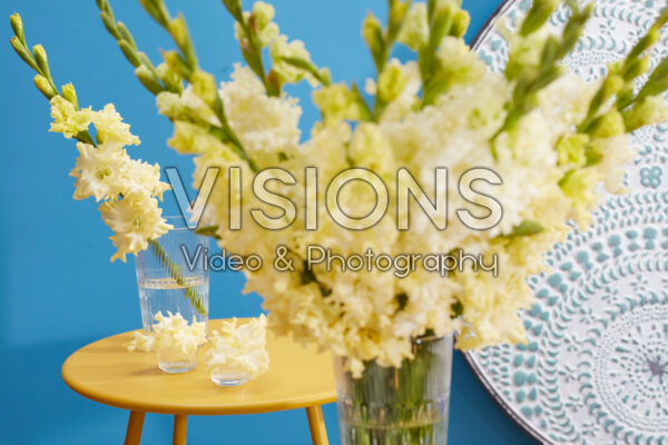 Flamencos Gladiolus Sweet Crystal in vase