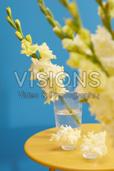 Flamencos Gladiolus Sweet Crystal in vase