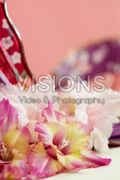 Multicoloros Gladiolus Sunbelt bloemen Multicoloros Gladiolus Sunbelt bloemen