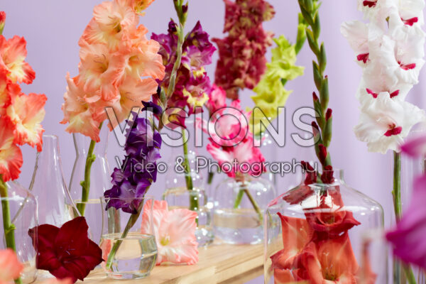 Gladiolus Multicoloros mix Gladiolus Multicoloros mix