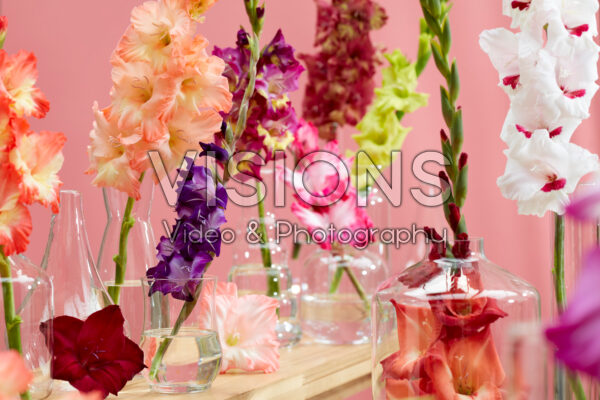 Gladiolus Multicoloros mix Gladiolus Multicoloros mix