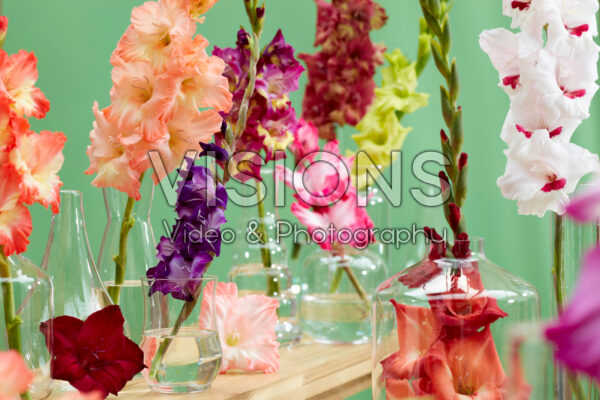 Gladiolus Multicoloros mix Gladiolus Multicoloros mix