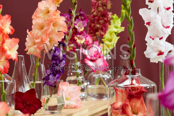 Gladiolus Multicoloros mix Gladiolus Multicoloros mix