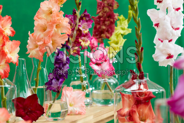 Gladiolus Multicoloros mix Gladiolus Multicoloros mix