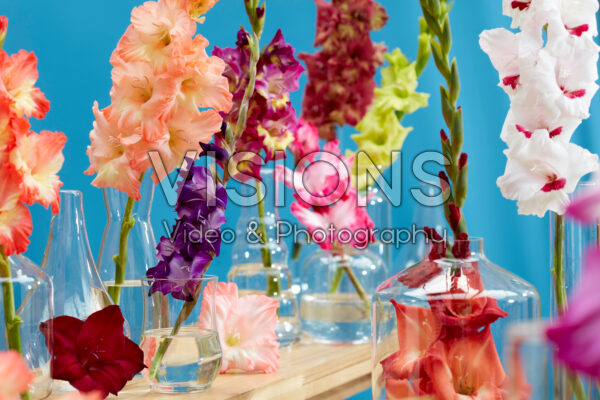 Gladiolus Multicoloros mix Gladiolus Multicoloros mix