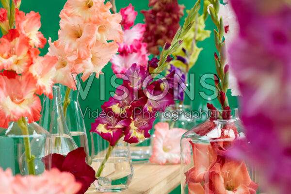 Gladiolus Multicoloros mix Gladiolus Multicoloros mix