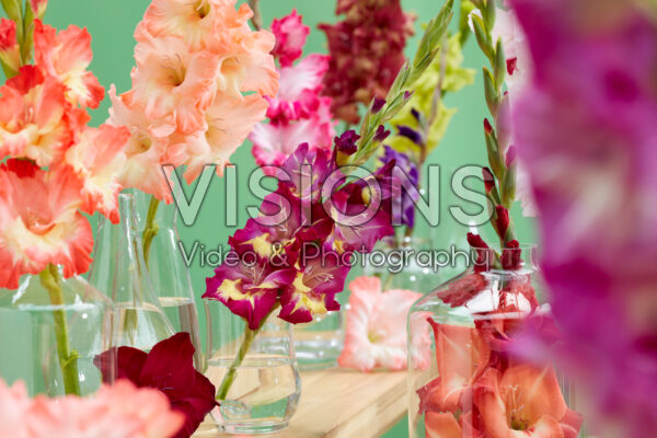 Gladiolus Multicoloros mix Gladiolus Multicoloros mix