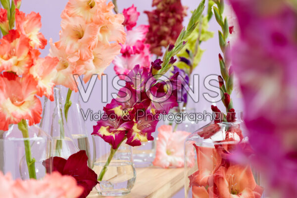 Gladiolus Multicoloros mix Gladiolus Multicoloros mix