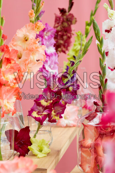 Gladiolus Multicoloros mix Gladiolus Multicoloros mix