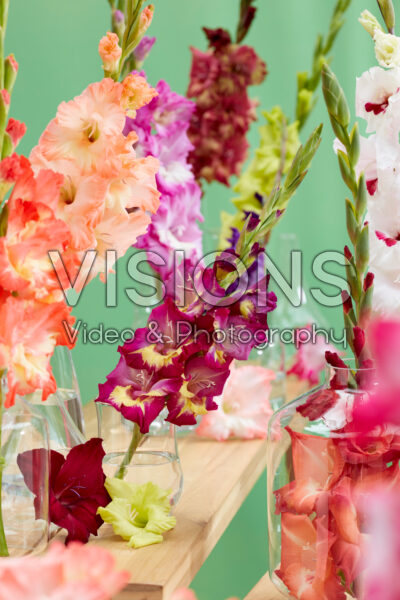 Gladiolus Multicoloros mix Gladiolus Multicoloros mix