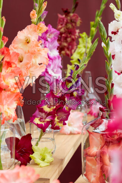 Gladiolus Multicoloros mix