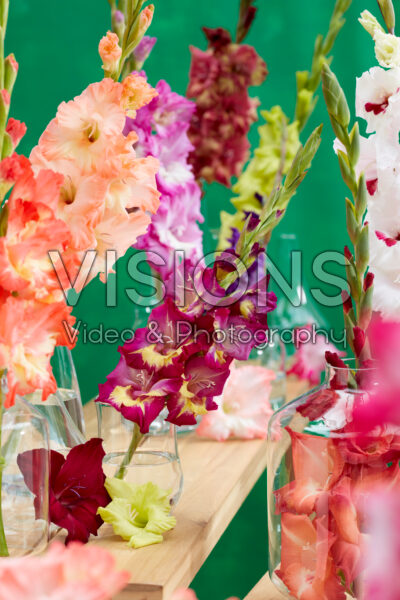 Gladiolus Multicoloros mix
