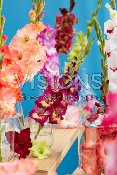Gladiolus Multicoloros mix Gladiolus Multicoloros mix