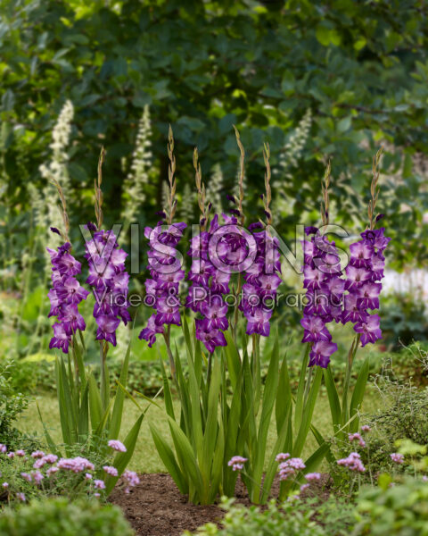 Gladiolus Hallowy, Forever Bulbs