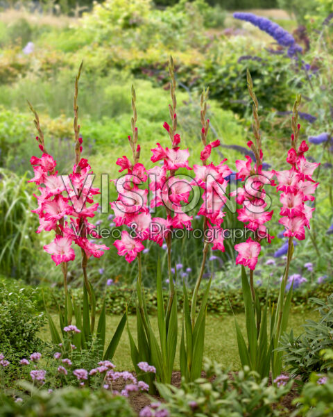 Gladiolus Milkshake Gladiolus Milkshake