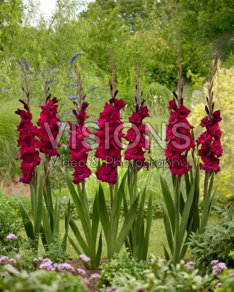 Gladiolus Black Star Gladiolus Black Star