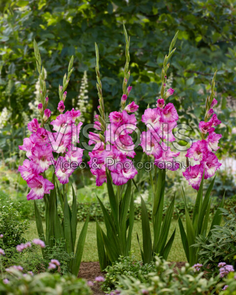 Gladiolus Anouk Gladiolus Anouk