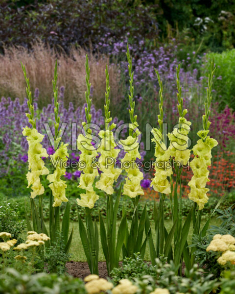 Gladiolus DingaDong Gladiolus DingaDong