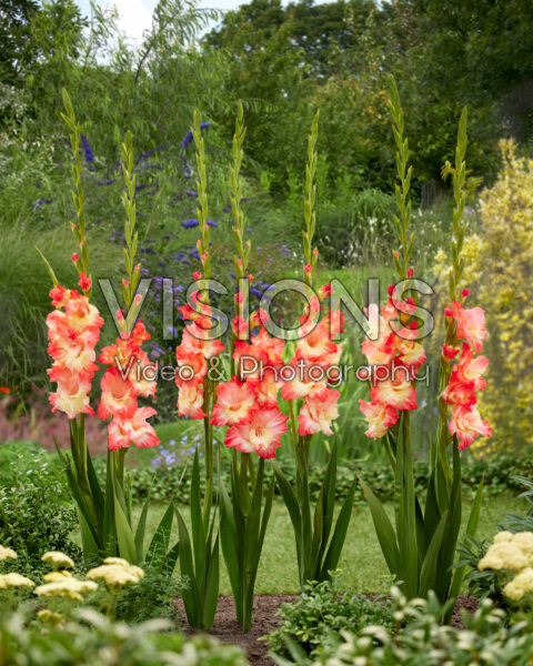 Gladiolus Gerona Gladiolus Gerona