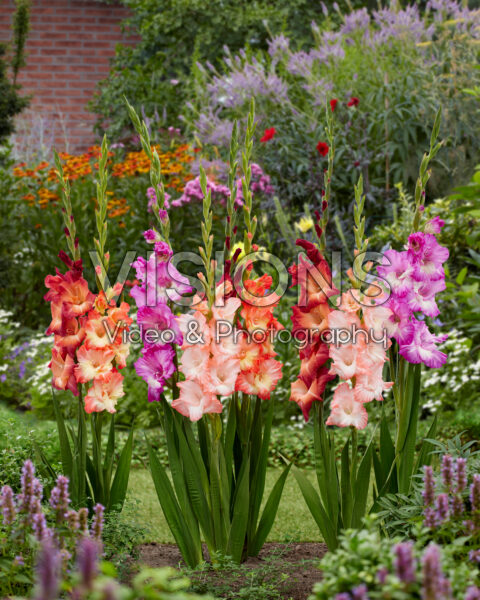 Gladiolus Multicoloros mix