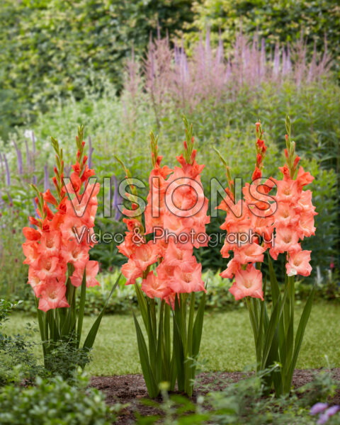 Gladiolus Lia