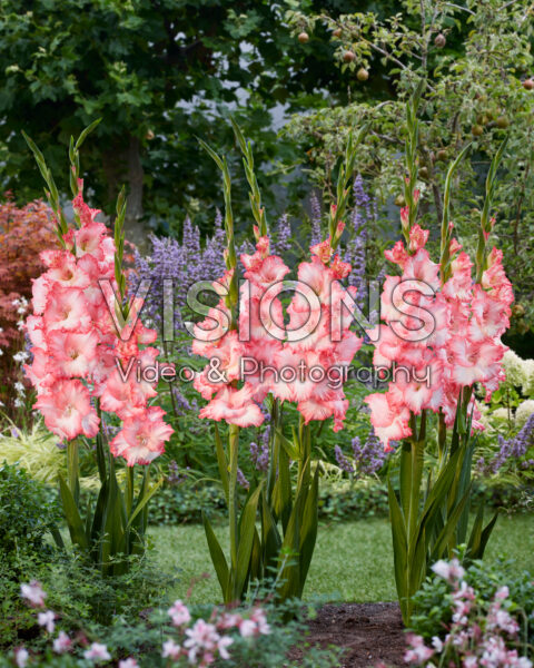 Gladiolus Mr. Sandman