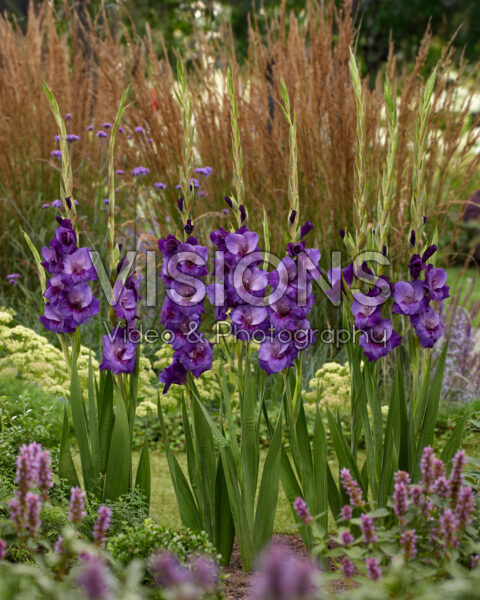 Gladiolus Purple Magic