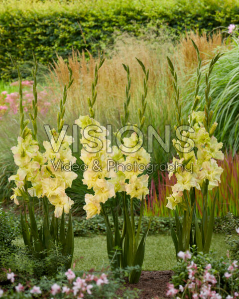Gladiolus Alicia Gladiolus Alicia
