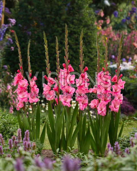 Gladiolus pink