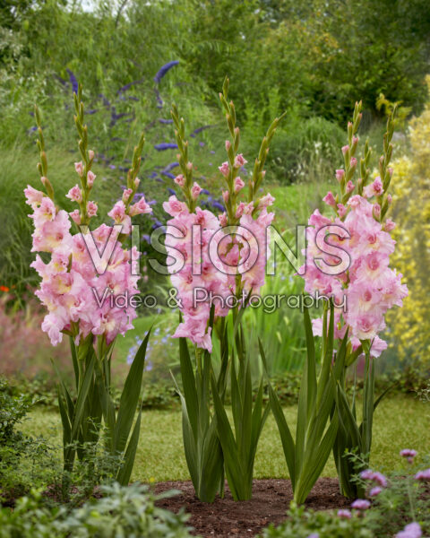 Gladiolus Magenta Princess Gladiolus Magenta Princess