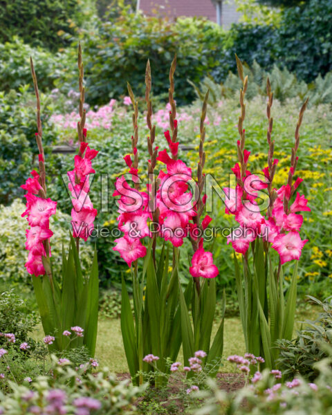 Gladiolus Cantate