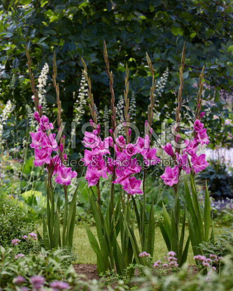 Gladiolus Lavendel Frost Gladiolus Lavendel Frost